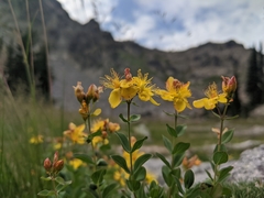 Hypericum scouleri