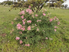 Mimosa benthamii