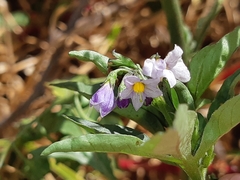 Solanum radicans