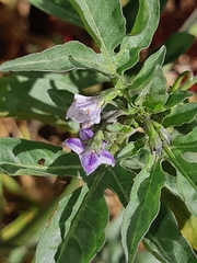 Solanum radicans