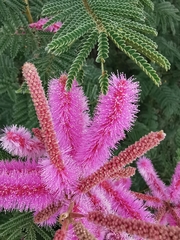 Mimosa benthamii
