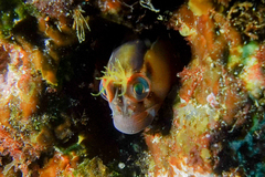 Parablennius laticlavius