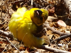 Pheucticus chrysopeplus