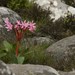 Brunsvigia radulosa - Photo (c) markus lilje, algunos derechos reservados (CC BY-NC-ND), uploaded by markus lilje
