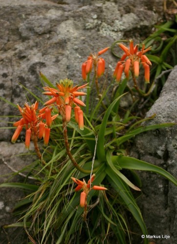 Aloe nubigena