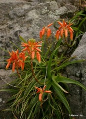 Aloe nubigena