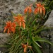 Aloe nubigena - Photo (c) markus lilje, algunos derechos reservados (CC BY-NC-ND), subido por markus lilje