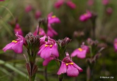 Craterostigma wilmsii