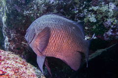 Parma alboscapularis