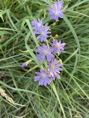 Cicerbita roborowskii