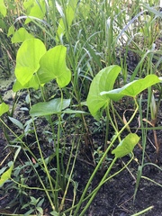 Sagittaria