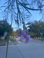 Chilopsis linearis