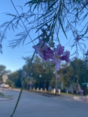 Chilopsis linearis
