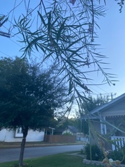 Chilopsis linearis