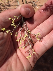 Eriogonum leptocladon