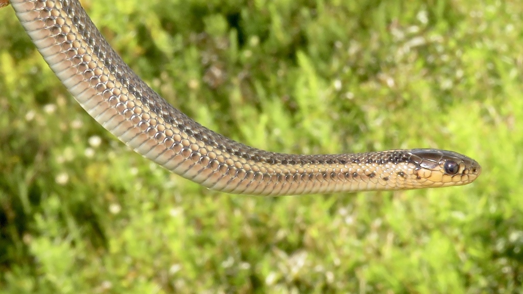 Butler's Garter Snake