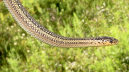 Butler's Garter Snake (Thamnophis butleri), a species recorded in Wisconsin