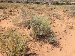 Eriogonum leptocladon