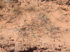 Eriogonum leptocladon