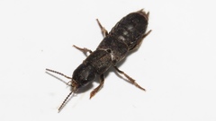 Platydracus mysticus