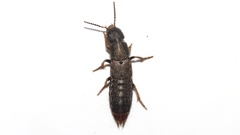 Platydracus mysticus