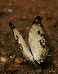Protogoniomorpha parhassus