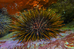 Heliocidaris tuberculata