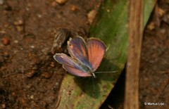 Eicochrysops messapus