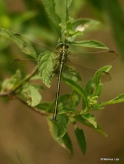 Notogomphus praetorius