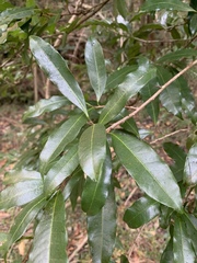 Acridocarpus natalitius natalitius