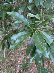 Acridocarpus natalitius natalitius