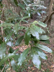 Acridocarpus natalitius natalitius