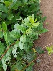 Lonicera involucrata