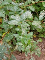 Lonicera involucrata