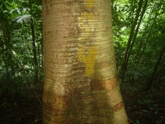 Brosimum costaricanum