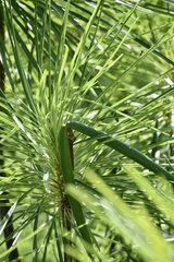 Plumeria filifolia