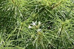 Plumeria filifolia
