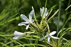 Plumeria filifolia