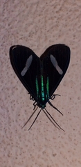 Mydromera notochloris