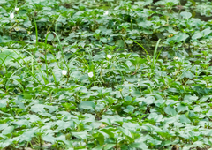 Ludwigia helminthorrhiza