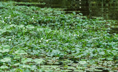 Ludwigia helminthorrhiza