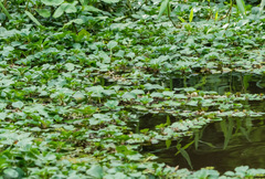 Ludwigia helminthorrhiza