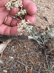 Eriogonum microtheca simpsonii