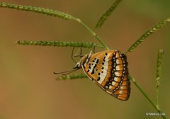 Byblia