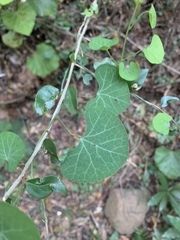 Cissampelos torulosa