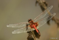 Tramea basilaris