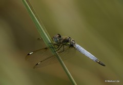 Palpopleura deceptor