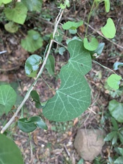 Cissampelos torulosa