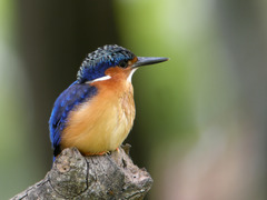 Malagasy Kingfisher photo 2