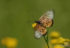 Acraea neobule neobule